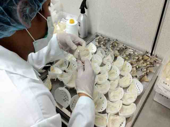 Sấy yến bao nhiêu độ thì tốt?| Máy sấy yến Milotech